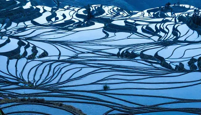柠檬树研发